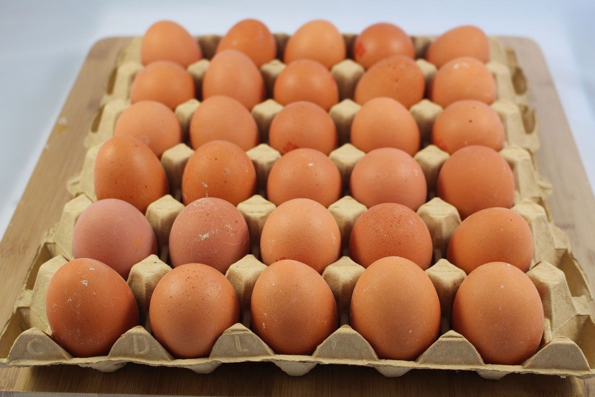 Distribution des œufs