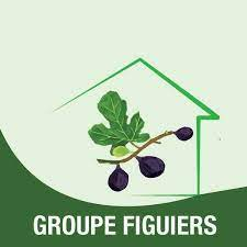 GROUPE FIGUIERS 